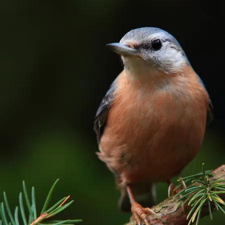 Prázdninový dům La Colline Aux Oiseaux Tieffenbach