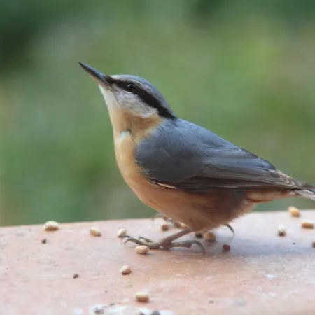 La Colline Aux Oiseaux Tieffenbach