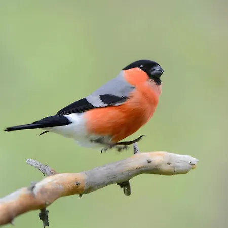 La Colline Aux Oiseaux *